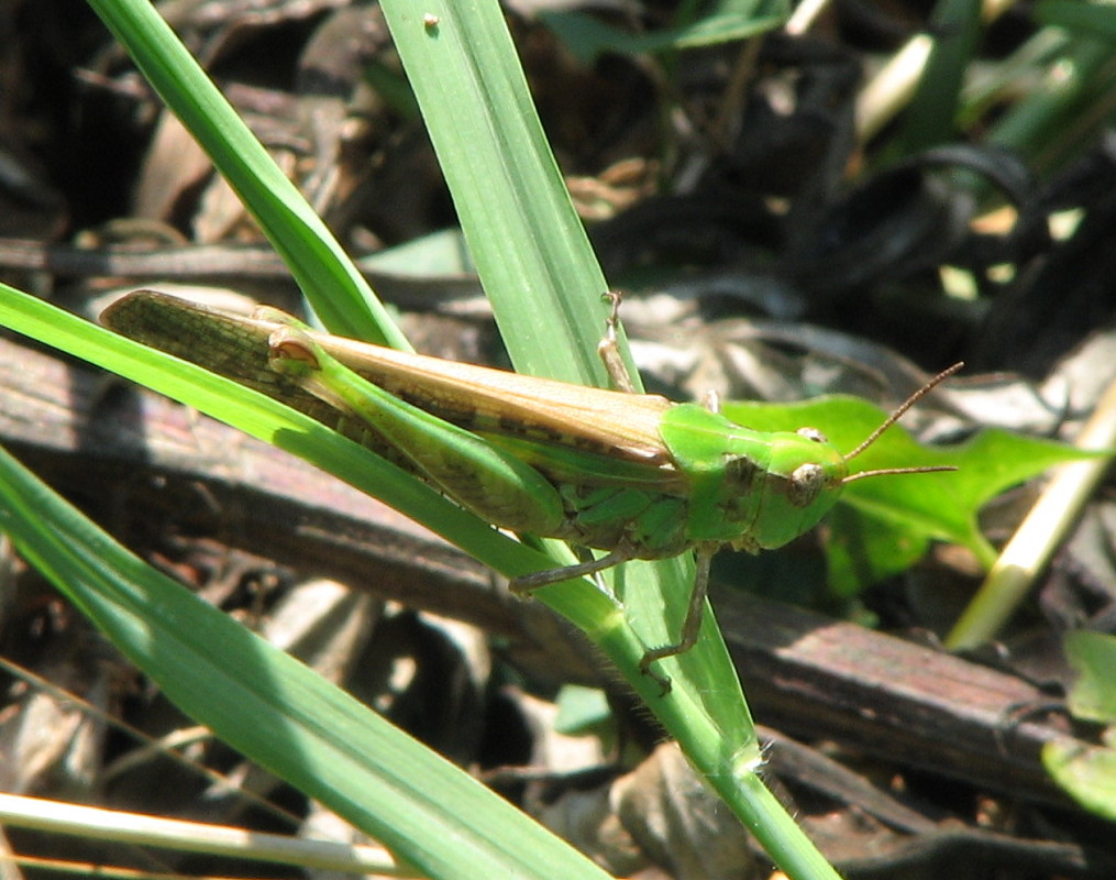 Aiolopus thalassinus (Acrididae, Oedipodinae)